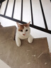 憨憨乐园猫抓板猫窝一体耐磨不屑猫爪窝立式双层瓦楞纸猫窝四季通用窝沙发 实拍图