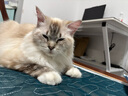麦富迪猫粮 barf霸弗天然猫粮冻干生骨肉成幼猫粮养胃益肠牛肉100g 实拍图