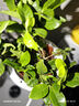绿有意栀子花盆栽花卉植物室内带花苞阳台驱蚊小绿植树苗四季开花好养活 栀子花【90#早安盆】送肥 含盆 实拍图