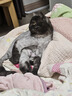 Orijen渴望猫粮 成猫幼猫干粮 全价通用无谷原味鸡肉进口5.4kg效期25/12 实拍图