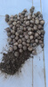 志褚独头蒜大蒜头 2024云南大理紫皮独蒜 精品新鲜现挖湿蒜 3斤装【大果3.0-3.5cm】 实拍图
