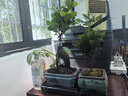 营养土通用型土壤有机种花养花土绿植种菜花肥种花种菜土 【泥炭5合一营养土】已杀菌虫2斤 实拍图