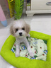 贝初众狗窝夏季狗窝中小型犬四季通用狗垫子睡垫猫窝夏天宠物窝比熊凉席 S【适合5斤内宠物】45*33cm 透气清爽/防水隔凉 清新牛油果窝【不粘毛/耐抓磨】 实拍图