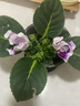 重瓣大岩桐花苗富贵芙蓉花卉室内观赏盆栽带花苞基地直发四季开花 紫色白边 【带花】约15-20cm高 带盆栽好 实拍图