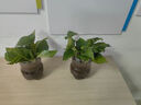 绿萝盆栽室内客厅绿植花卉 家用净化空气绿箩植物吸除甲醛吊兰 高20CM【原盆+托盘】1盆+肥 实拍图