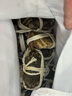 【活蟹】乾澄大闸蟹现货 全母蟹2.5-2.8两 8只 鲜活六月黄螃蟹生鲜海鲜礼盒装源头直发 实拍图