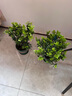 欧悟米兰花盆栽花卉植物室内四季开花带花苞浓香茉莉花苗盆景驱蚊绿植 五年壮苗米兰花原土球发货2盆 实拍图