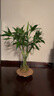 富贵竹水培植物盆栽水养客厅办公室绿色吸甲醛绿萝发财树花卉开花 带根招财富贵竹70厘米10棵+营养液 实拍图