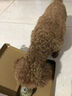 HELLOJOY狗罐头成犬幼犬狗零食 狗湿粮主食罐头85g 实拍图