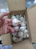 紫皮大蒜头带泥鲜干蒜 果径大于等于3cm 新鲜多瓣炒菜蒜醋泡蒜 紫皮带泥鲜干蒜3斤（家庭装） 实拍图