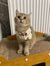 USPET猫咪专用化毛膏幼猫成猫化毛排毛调理肠胃免疫力补充营养1支*120g 实拍图