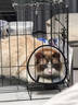 皇家搭档猫罐头成猫幼猫通用猫零食高汤补水鸡肉羊奶奶昔混合85g*24罐 实拍图
