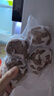 牧溪春 内蒙羊肚包肉净重2斤+韭花酱 冷冻 内蒙羊肉生鲜小吃食材 实拍图