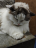 皇家成猫 室内长毛猫 ILH35 通用粮 1-7岁 4.5KG 实拍图
