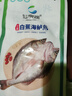 仙泉湖三去白蕉海鲈鱼1斤/条净膛冷冻刺少肉厚珠海特产500g生鲜食材 实拍图