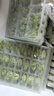 三全儿童水饺 鳕鱼海苔口味300g*2盒84只 果蔬和面速冻饺子儿童早餐 实拍图