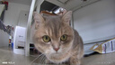 皇家皇家猫粮 英短成猫粮 BS34 通用粮 12月以上 2KG 实拍图