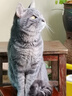 伯纳天纯猫粮经典成猫猫粮 12月龄以上经典系列1.5kg/3斤 实拍图