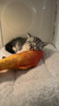 蔻丝透明猫笼子带厕所一体适合大猫家用猫别墅超大自由空间双层猫柜 实拍图