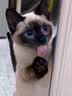 憨仕豆腐猫砂除臭低尘室内天然猫砂快速结团绿茶砂猫咪清洁用品豆腐砂 水蜜桃12L【约8斤】 实拍图