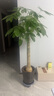叹为观止大型植物发财树各种大颗盆栽开业乔迁客厅办公室内好养大型花卉 单杆发财树【1.5-1.7米】 含盆 实拍图