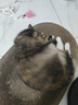它它台湾TAA它它彩色宠物美容师排梳FA19宠物狗狗猫咪精修铝柄梳子 入门款19cm-黑色 实拍图