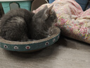 皇家成猫 室内长毛猫 ILH35 通用粮 1-7岁 4.5KG 实拍图