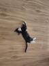 【官方授权 可查防伪】大宠爱驱虫体内外同驱成猫幼猫用体外驱虫药滴剂一体除耳螨虫跳蚤虱子驱虫药 【大宠爱+海乐妙】幼猫单月装 实拍图