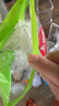美丽雅 一次性保鲜袋套 食品级保鲜膜套100只 自封口保鲜罩碗罩通用 实拍图