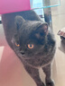 多特思（DOTUS）猫零食猫条混合口味15g*100支0添加0诱食剂成幼猫咪零食罐头湿粮 实拍图