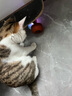 欢宠网猫玩具猫咪自动逗猫球电动自嗨解闷神器磨牙耐咬猫猫小猫幼猫宠物 实拍图