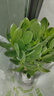 蝴蝶之舞 玉树盆栽老桩盆景大型多肉植物室内阳台办公桌红边大叶多肉植物 玉树7年苗（杆子3cm粗40cm高） 不含盆 实拍图