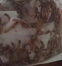 KERRY面包虫活体饲料黄粉虫鸟鱼龟蜥蜴金龙鱼鬃狮蝎子守宫食物幼体幼虫 买1斤送1斤（发2斤）【70%选择】 实拍图