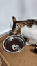 麦富迪猫粮 barf霸弗天然猫粮冻干生骨肉成幼猫粮养胃益肠牛肉1.8kg 实拍图