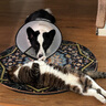 普安特宠物浴液狗狗猫咪洗澡巴诺夫沐浴露猫藓狗藓泰迪杀菌除臭止痒除虫 实拍图