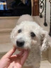 狗狗皮肤病专用药狗癣真菌感染外用喷剂狗子泰迪金毛瘙痒脱毛溃烂 单瓶【大瓶装200ml】 实拍图