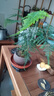 开时果 文竹盆栽桌面摆件盆景 办公室植物竹子水培绿植盆景源头直发包邮 【推荐款】舍得紫砂盆+苔藓+底座 实拍图