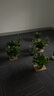 双盟绿萝盆栽除甲醛花卉绿植办公室新房净化空气180加仑4盆装源头直发 实拍图