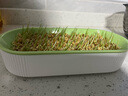 疯狂的主人猫草+6袋小麦种子盆栽无土水培薄荷化去毛球助排毛猫咪零食成幼猫 实拍图