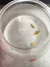 京鲜生山东烟薯25号蜜薯 净重4.5斤 中果150-450g 烤地瓜源头直发 实拍图