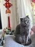 伟嘉成猫猫粮3.6kg海洋鱼味布偶英短猫咪夹心粮全价粮【原料透明】 实拍图