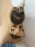 疯狂的主人猫抓板窝超大号猫玩具猫爪板猫抓盆不掉屑猫窝碗形圆形瓦楞纸 实拍图