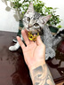 慧宠儿宠物狗狗项圈猫咪金链子银项链饰品法斗猫拍照巴哥泰迪犬恶霸黄金 金色链（长35+7cm)【大型犬需2条拼接】 M-中型 实拍图