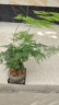 幼薇文竹盆栽植物室内绿化四季迷你办公室绿植摆件桌面好养创意小盆景 文竹+舍得小紫砂盆+圆形底盘 带盆栽好 实拍图