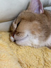 喵仙儿猫抓板猫窝一体耐磨不掉屑猫爪板大号剑麻猫玩具猫沙发 实拍图