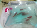 金鱼草金鱼观赏鱼冷水好养耐活小鱼苗锦鲤 2-4cm 红草金买3条送3条（加备损） 实拍图