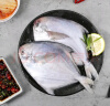 富海锦 渤海银鲳鱼 450g 3条 平鱼 火锅烧烤食材 国产海鲜水产鱼类 实拍图