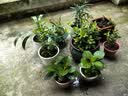 种花迷君子兰盆栽老苗带花苞四季好养多肉花卉绿植物室内圆头和尚大小苗 君子兰大苗灿烂10-12片+肥料 不含盆 实拍图