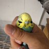 宠易生鹦鹉奶粉手养鹦鹉雏鸟幼鸟营养乳粉中大小型鹦鹉饲料200g 晒单实拍图
