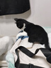 凯锐思天然猫粮成猫粮鱼肉蓝猫全价猫粮 【肠胃健康】 经典款鱼肉味-4斤 实拍图